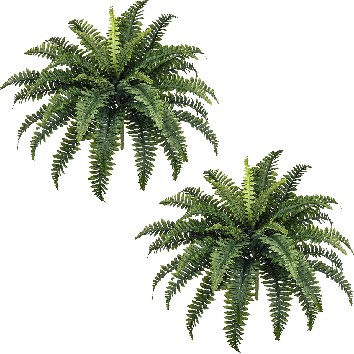 FOREST PRINCE 35-inch fern bush ready for outdoor display