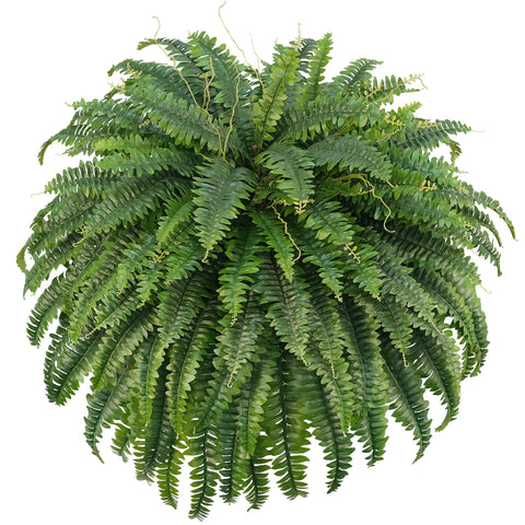 FOREST PRINCE artificial Boston fern 26-inch tall fronds for low-maintenance indoor greenery