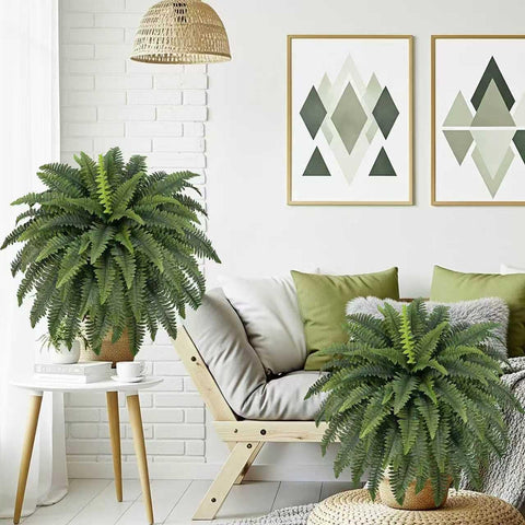 FOREST PRINCE living room fern display provides greenery without watering