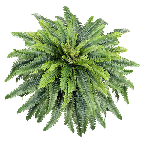 Forestwave Boston fern 45-inch with 57 fronds for instant greenery indoors or on the porch.