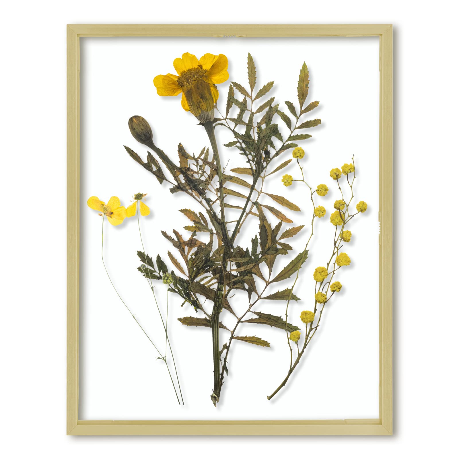 Frametory floating frame 11x14 with gold finish, great for stylish wall displays.