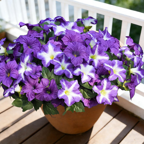 FULLMUSIC Spring outdoor morning glory bloom adds year-round color to outdoor spaces.