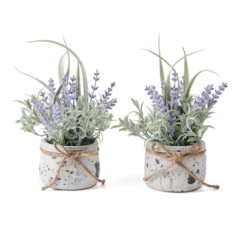 Fuxdre lavender plant in pot adds subtle color to entryways and shelves.