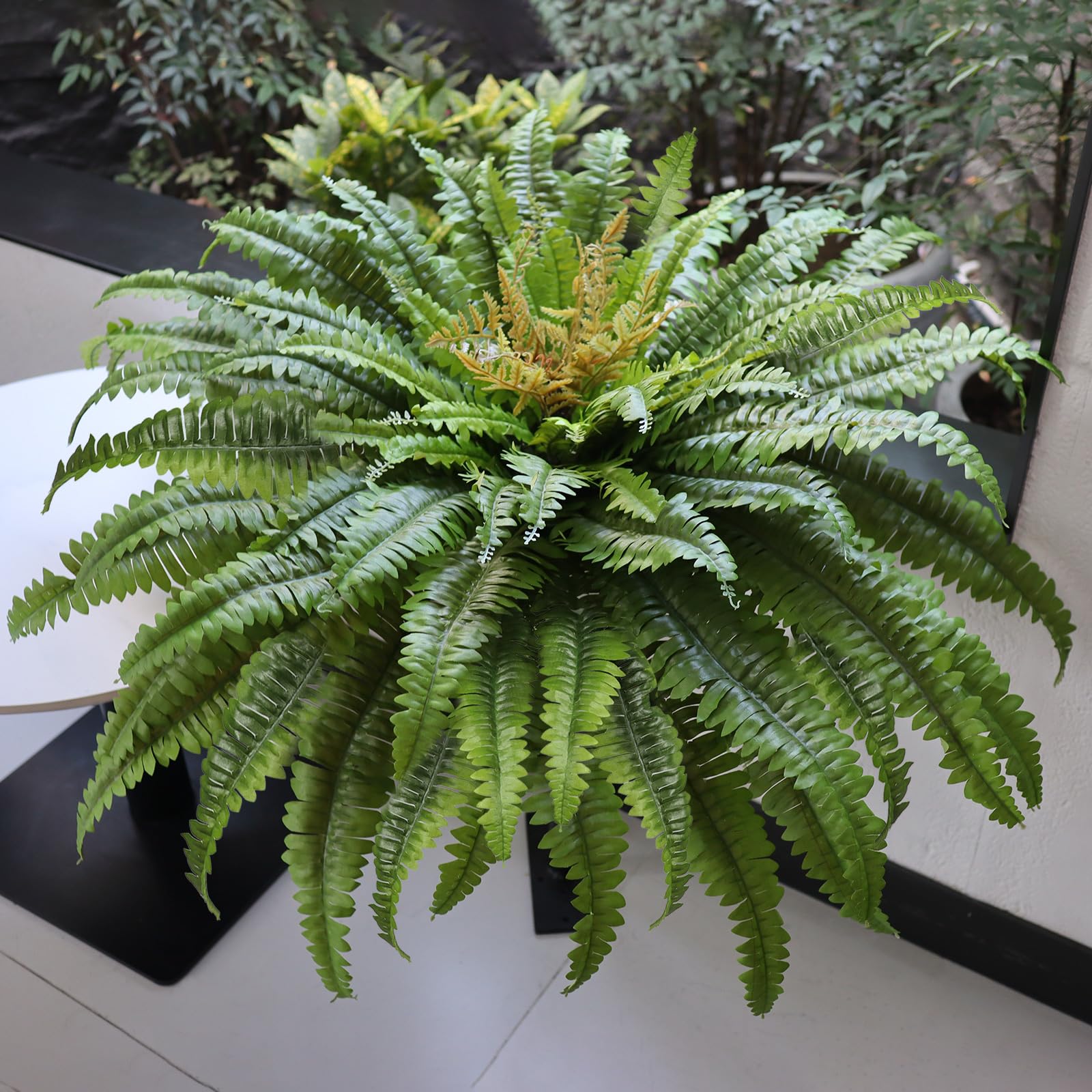 Arched Galebeiren fern fronds ideal for garden fence decor.