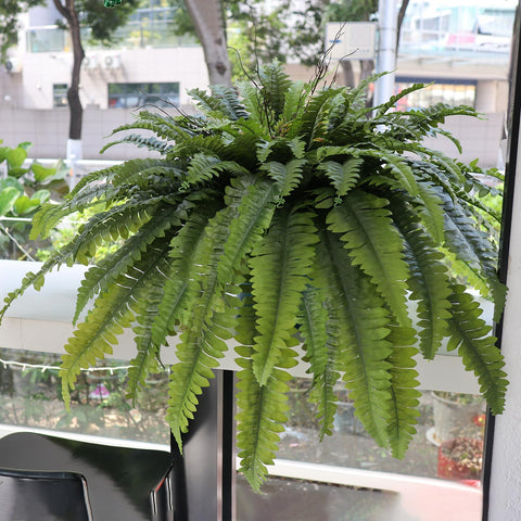 Galebeiren low-maintenance greenery requires no water or sunlight.