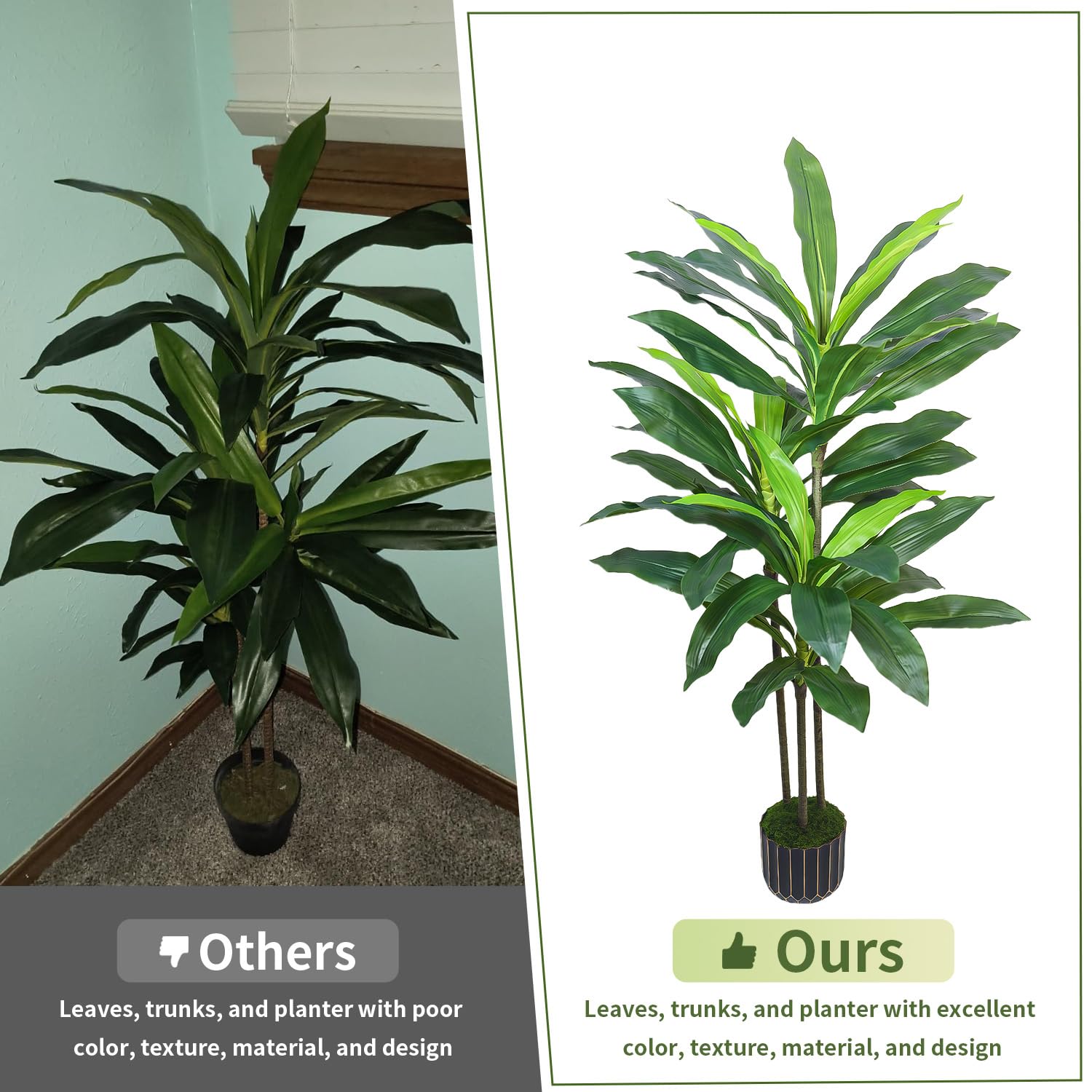Gaoqisi Dracaena tree in room scene suggests year-round greenery.