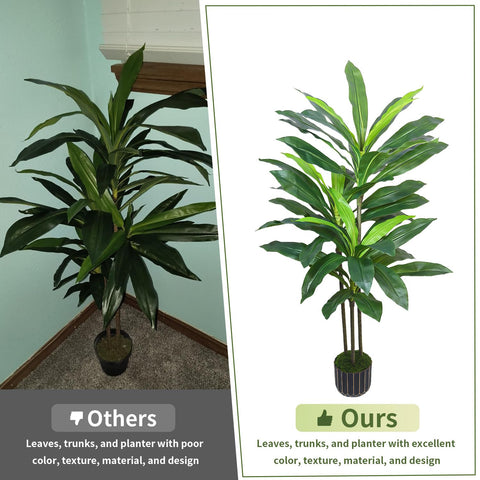 Gaoqisi Dracaena tree in room scene suggests year-round greenery.