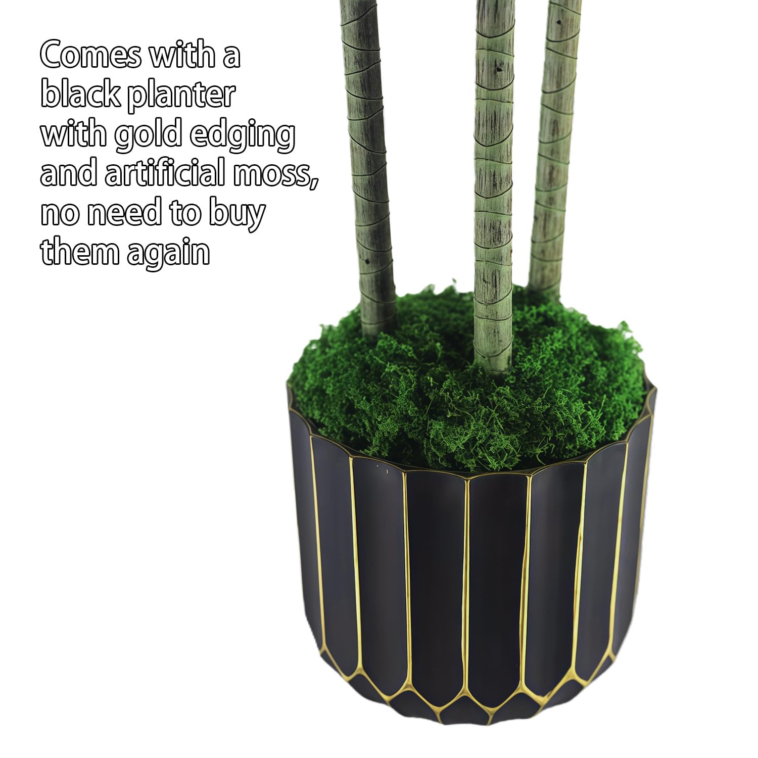 Gaoqisi Dracaena tree leaf detail captures natural color variations.