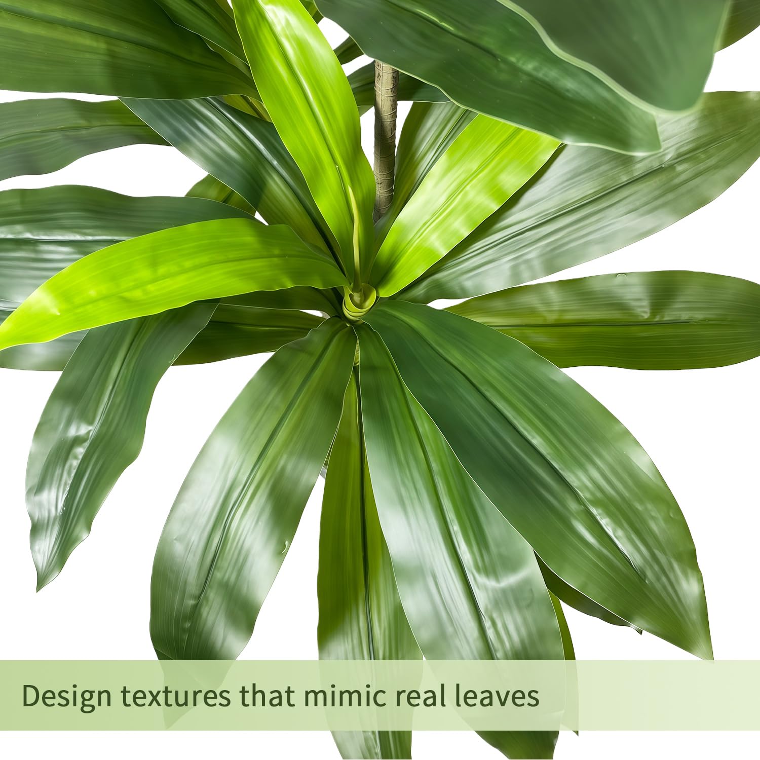 Gaoqisi Dracaena tree in planter highlights easy care potential.