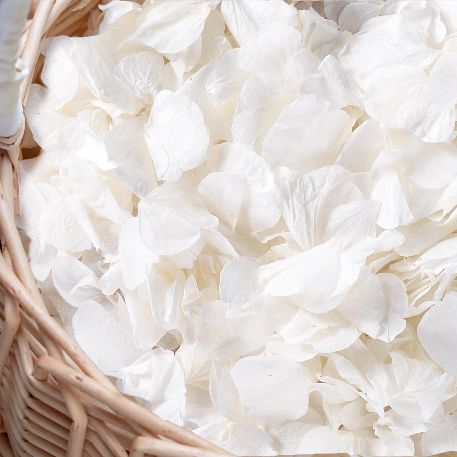 Gifugi ivory hydrangea petals for elegant wedding decor and soft confetti accents.