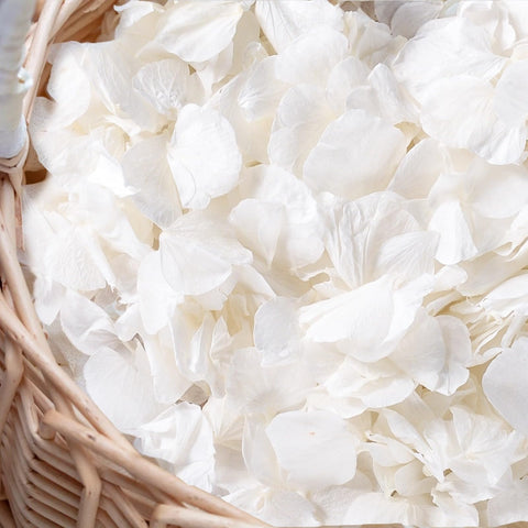 Gifugi ivory hydrangea petals for elegant wedding decor and soft confetti accents.