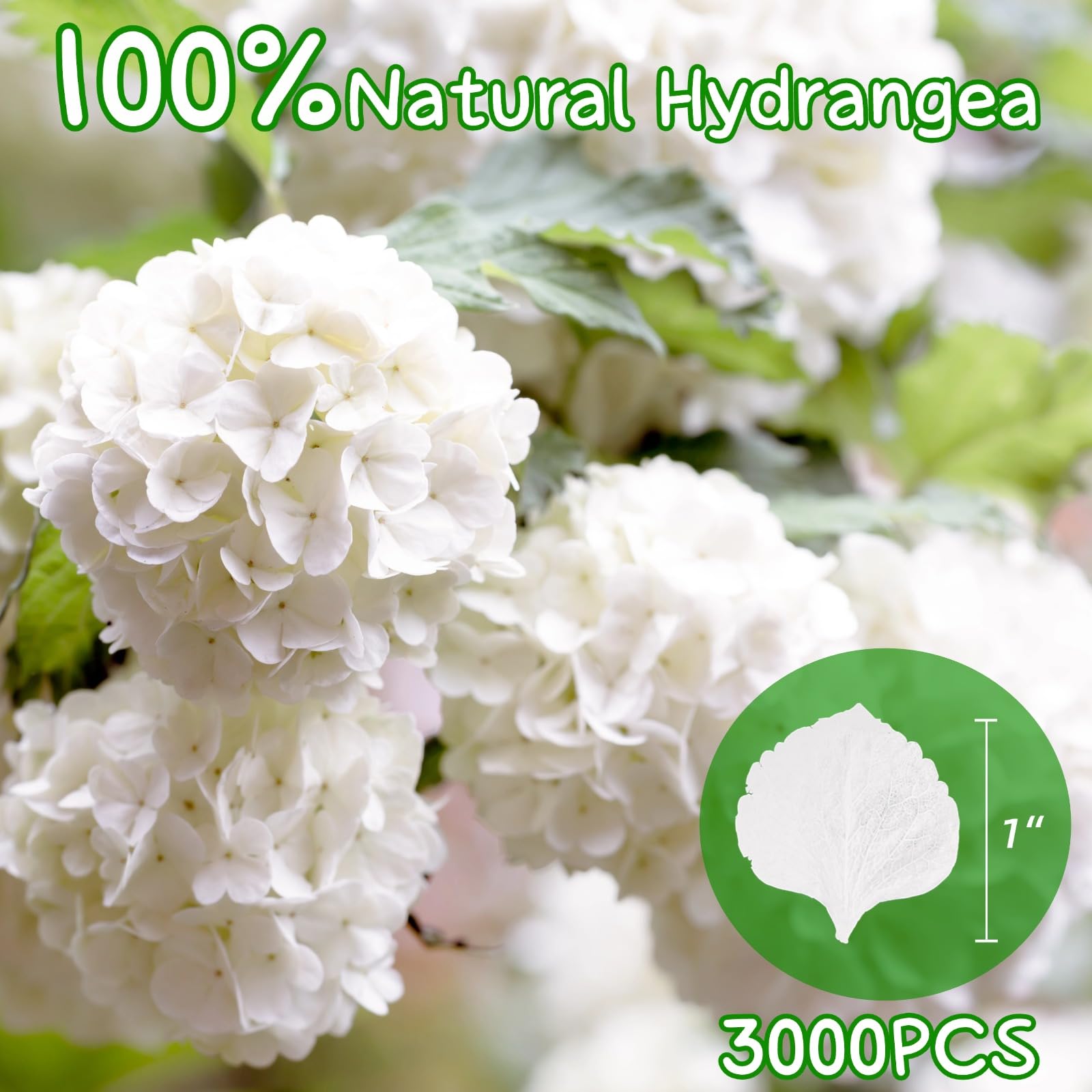 Gifugi real ivory petals ideal for aisle runners and table centerpieces.
