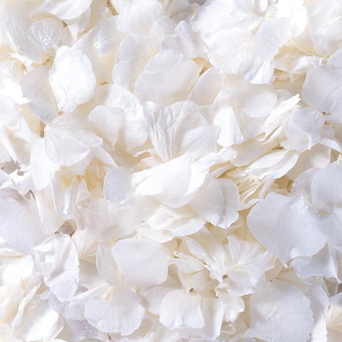 Gifugi ivory white dried hydrangea petals pack for elegant wedding confetti and decor.