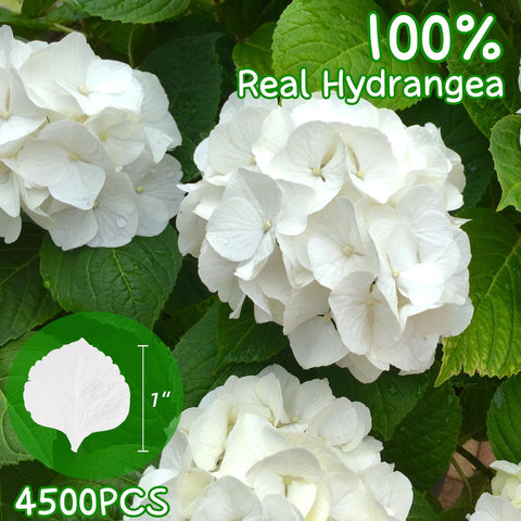 Gifugi ivory petals as elegant aisle decor for ceremonies.
