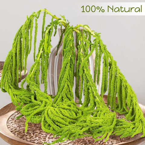 Glicrili Amaranthus neon green dyed stems showcased for vibrant arch backdrops.
