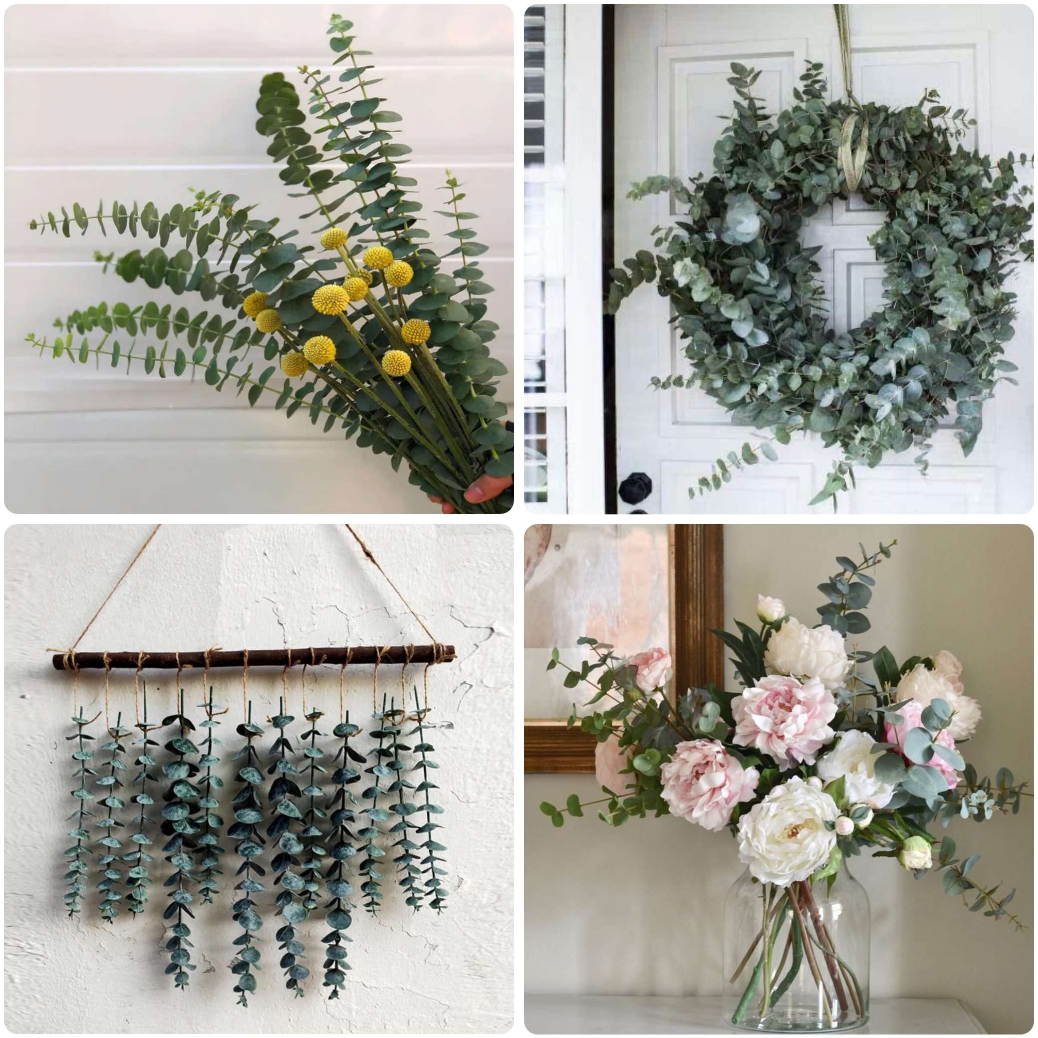 Glicrili eucalyptus stems add evergreen color and texture for DIY arrangements.
