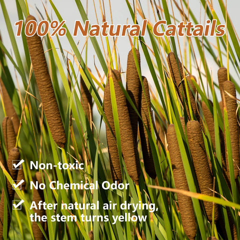 Glicrili closeup of natural brown cattails showing durable dried stems.