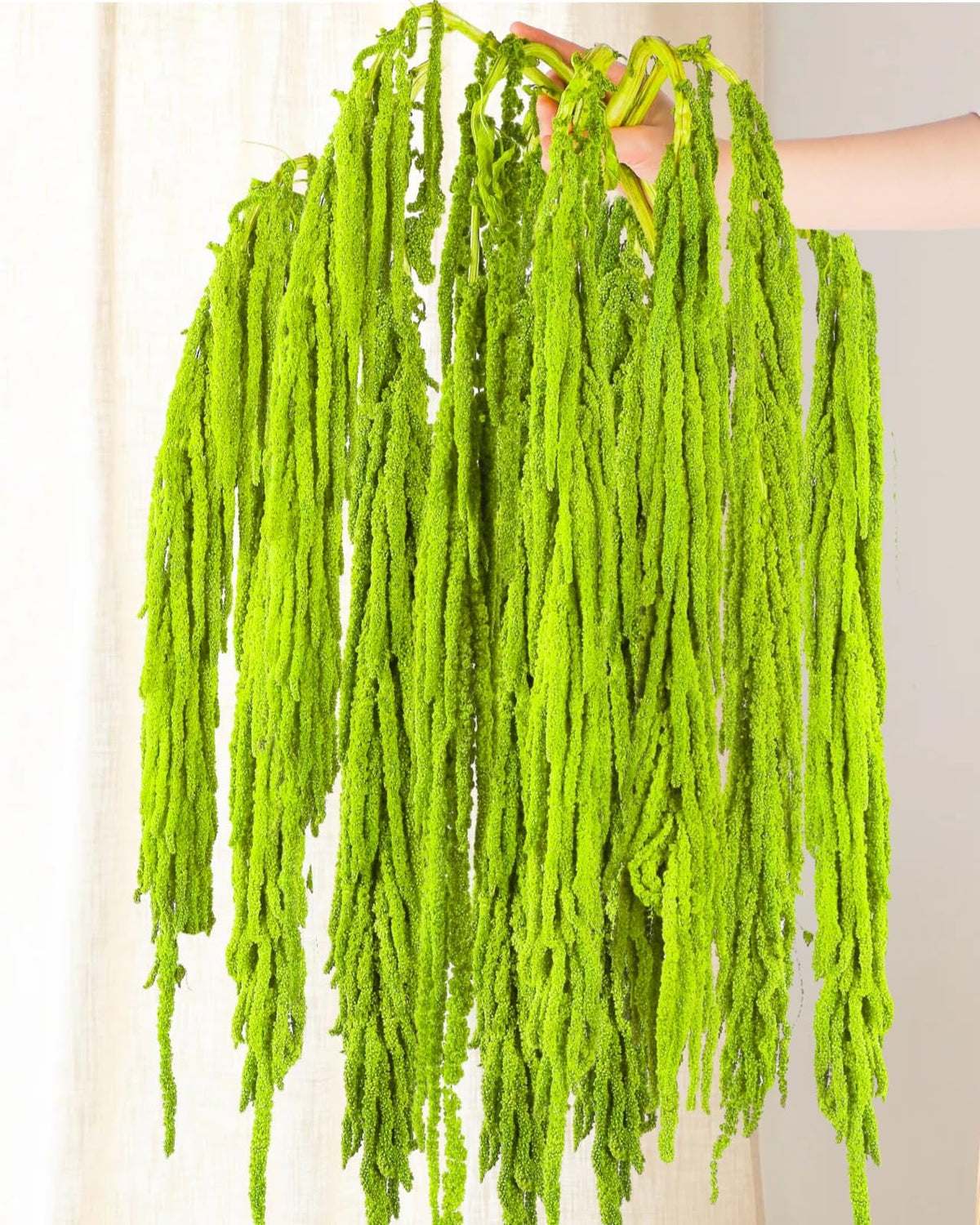 Glicrili neon green amaranthus stems arch for elegant wedding arches.