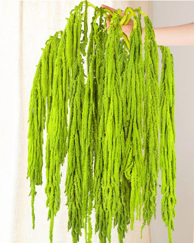 Glicrili neon green amaranthus stems arch for elegant wedding arches.