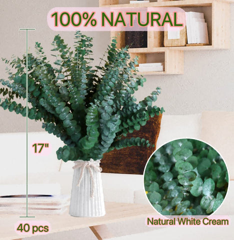 Glicrili preserved eucalyptus 40 stems provide long-lasting natural decor options.