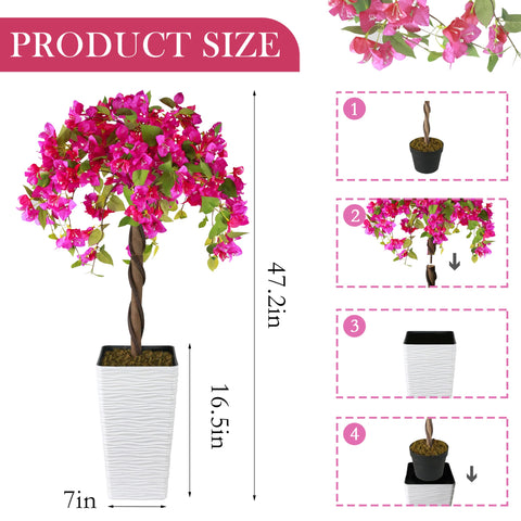 Goldshire bougainvillea with white planter adds instant interior charm.