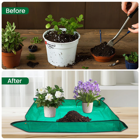GROWNEER bonsai pots on windowsill for versatile indoor placement.
