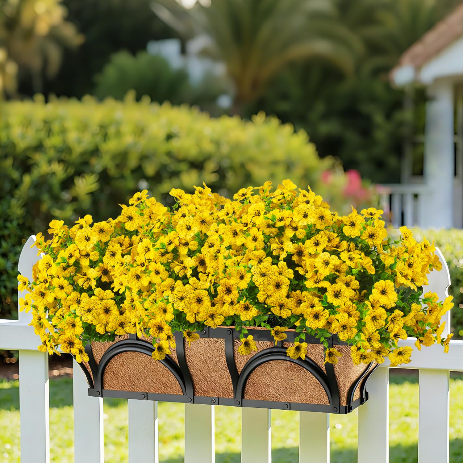 Grunyia flowers brighten garden planters and porch spaces.