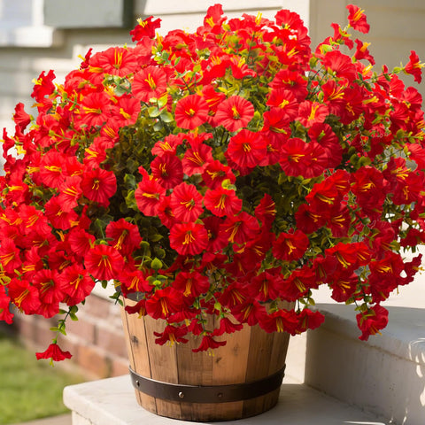 Grunyia red morning glory bloom for porch displays with sun-stable color.