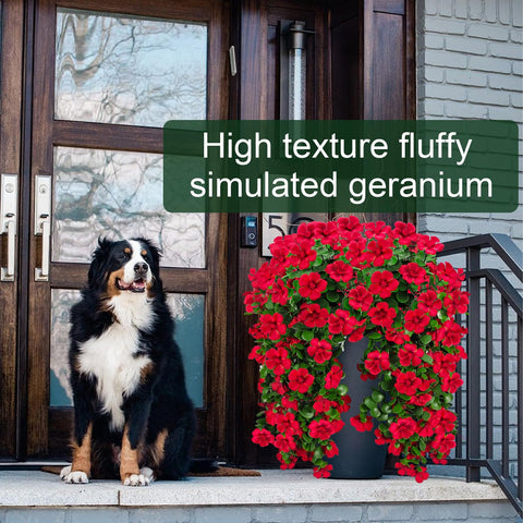 Guagb UV-resistant geranium with silk heads resists fading.