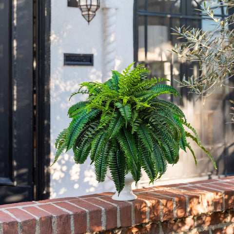 GYERB 48-inch fern filling a corner with lush greenery.