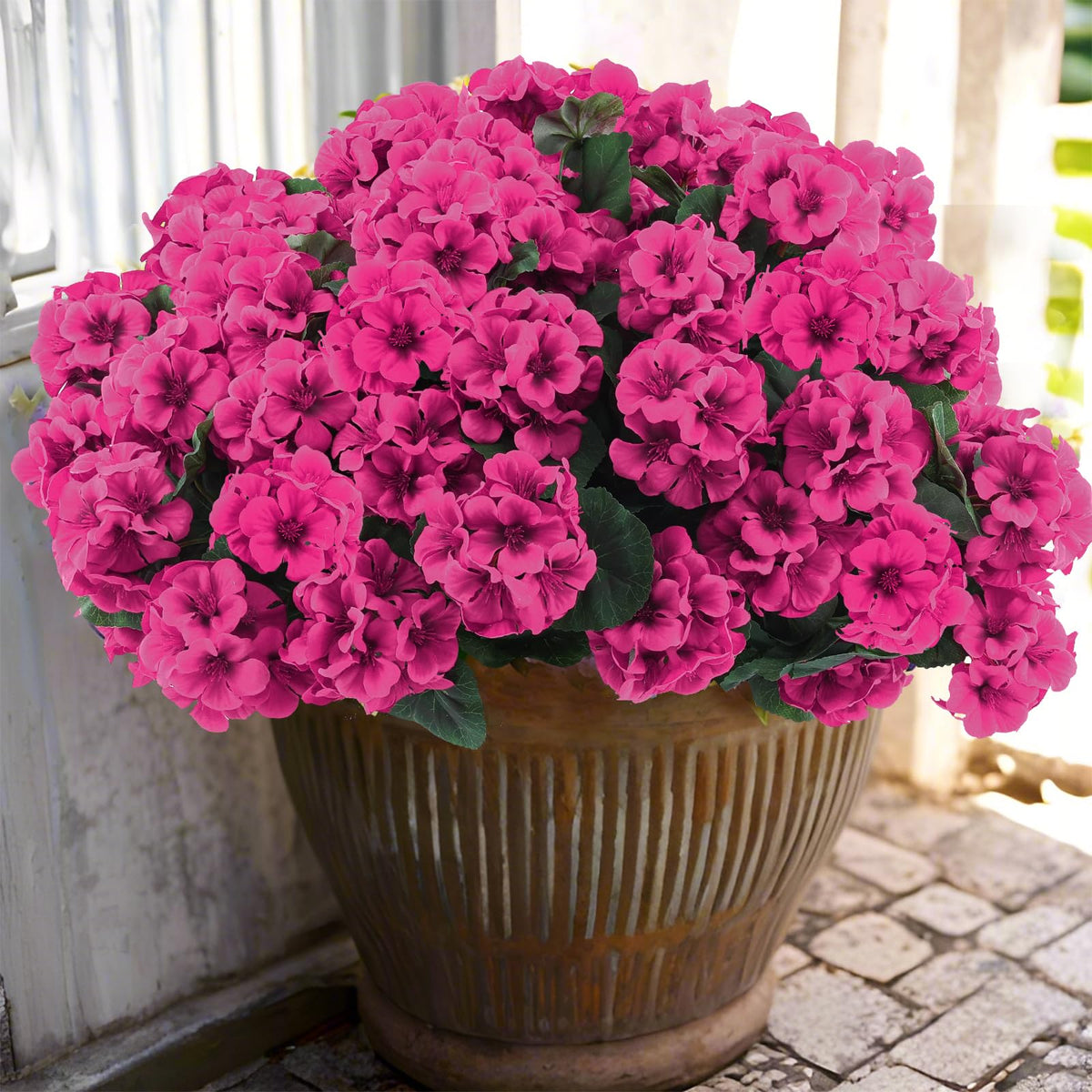 Hananona geraniums in full bloom for outdoor décor, UV resistant.
