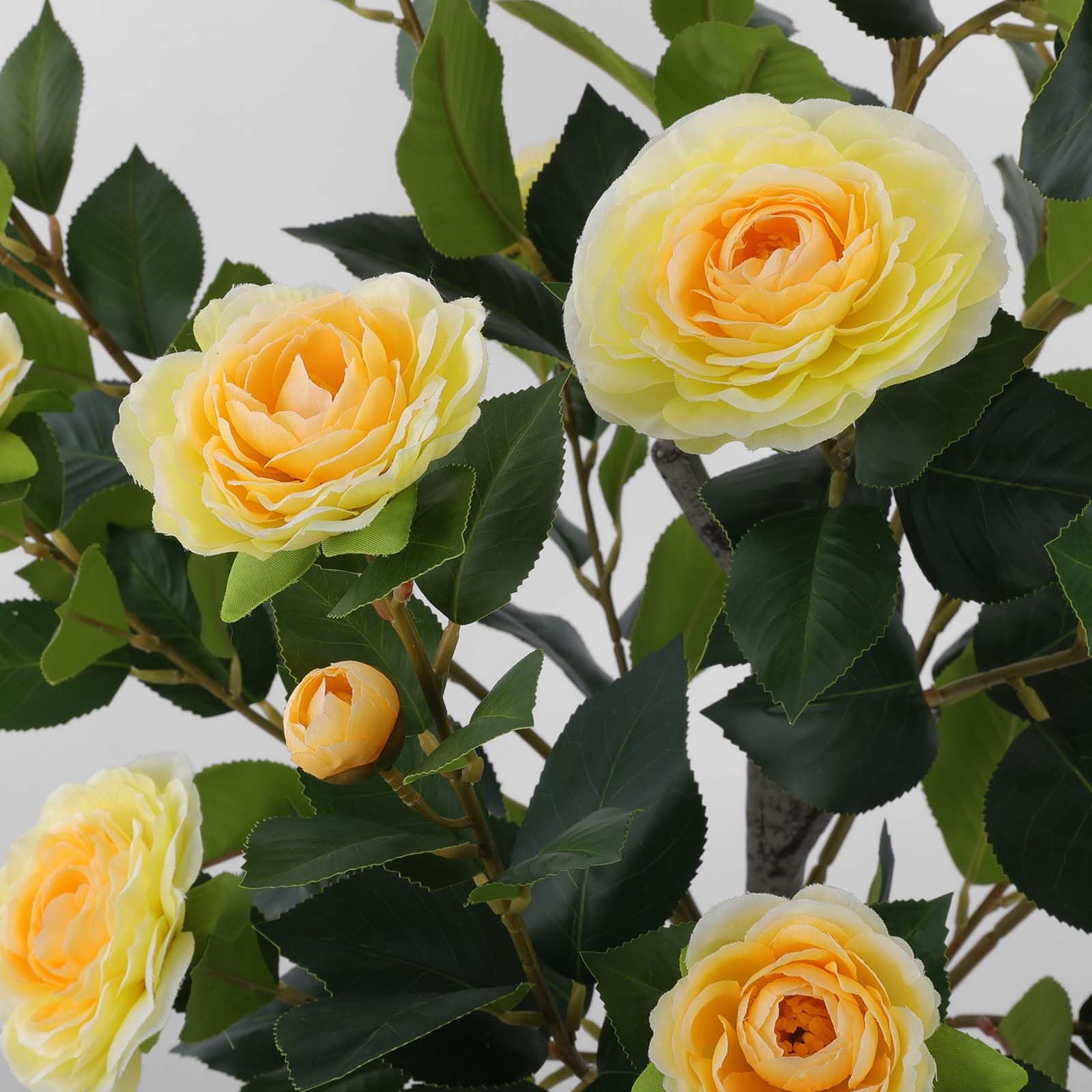 Hananona camellia tree dust wipe-friendly for easy care and enduring beauty.