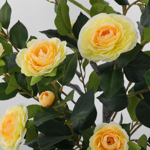 Hananona camellia tree dust wipe-friendly for easy care and enduring beauty.