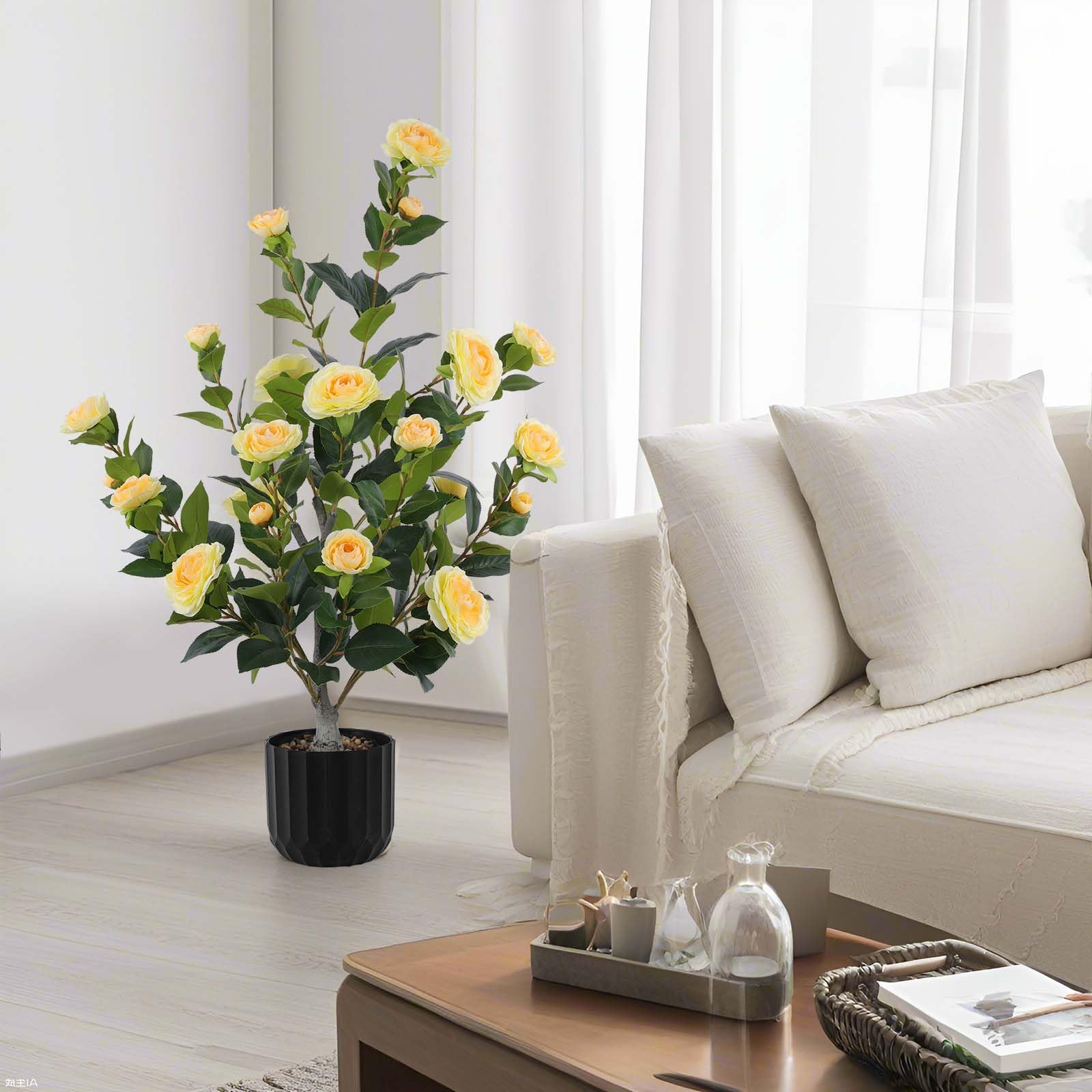 Hananona camellia tree packaged in box, ready to display straight out of packaging.