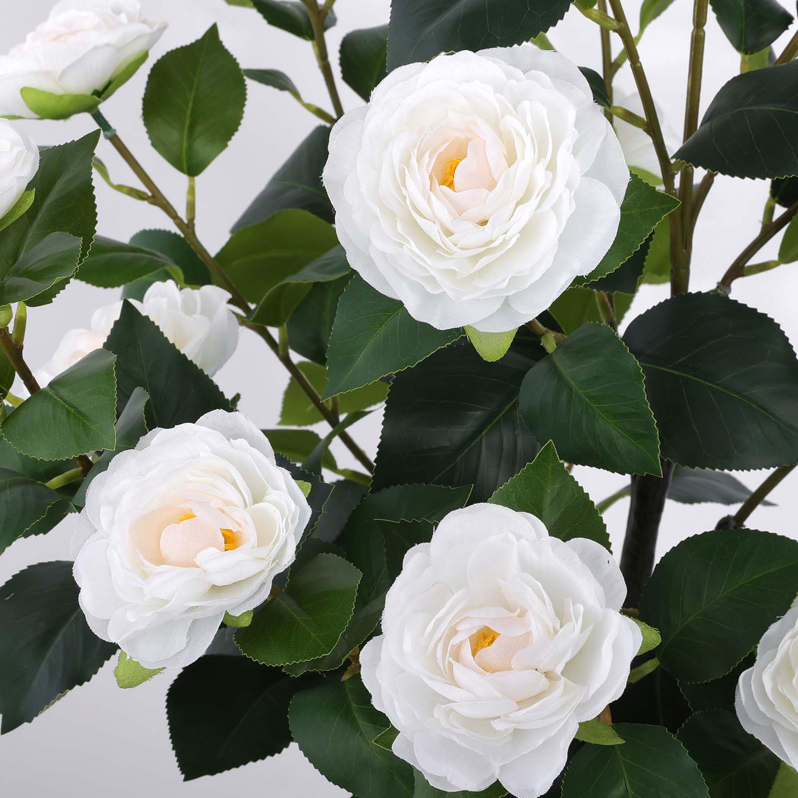 Hananona camellia tree easy care, no watering required and simple cleaning.