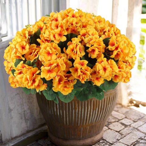 Hananona 12pc outdoor geranium bundles add robust garden color for outdoor spaces