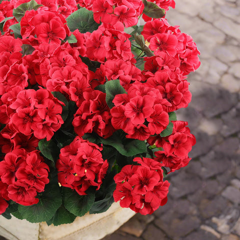 Hananona outdoor garden decor with red geraniums in sunlight