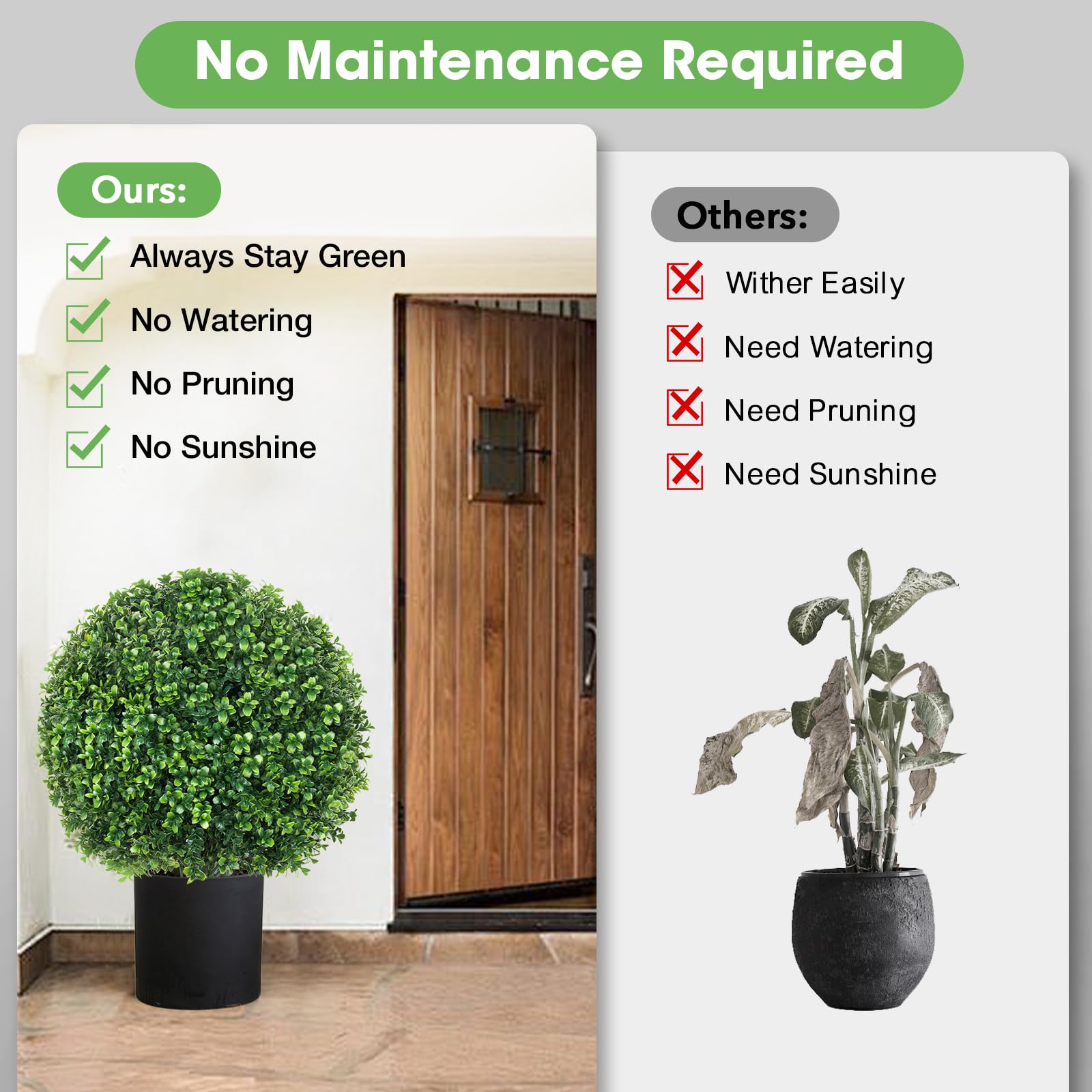 Hecaty boxwood topiary in planter outdoors, low maintenance greenery year-round.