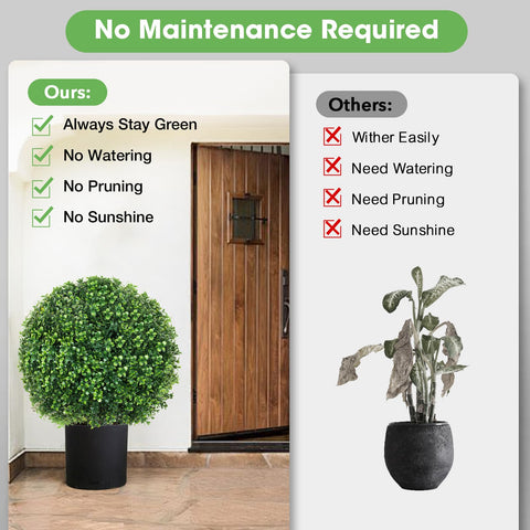 Hecaty boxwood topiary in planter outdoors, low maintenance greenery year-round.