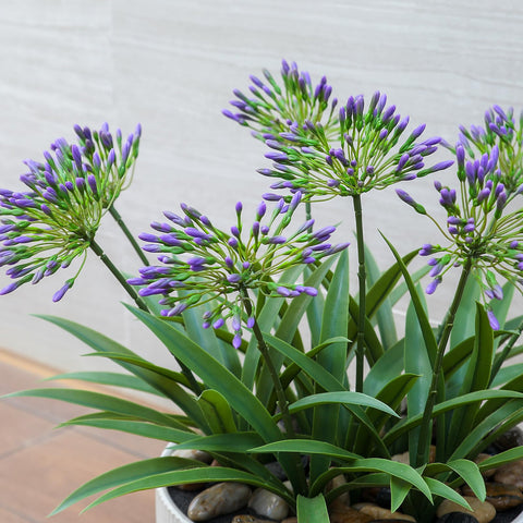 HIFORESTAR agapanthus 5-9-inch bloom heads add drama.