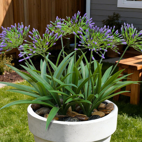 HIFORESTAR agapanthus in porch display with lifelike purple blooms.