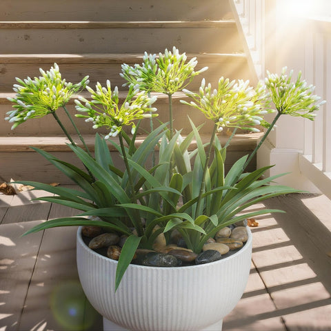 HIFORESTAR Agapanthus flower heads showcase umbrella blooms for striking garden decor
