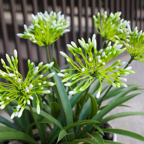 HIFORESTAR arrangement-ready stems fit vases or standalone displays indoors