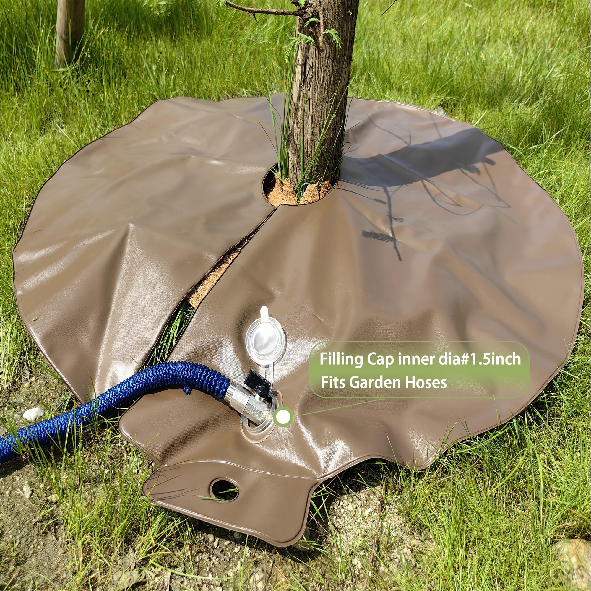 Highlight bags placed around a multi-trunk tree for slow-release watering.