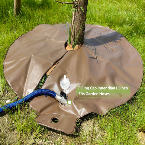 Highlight bags placed around a multi-trunk tree for slow-release watering.