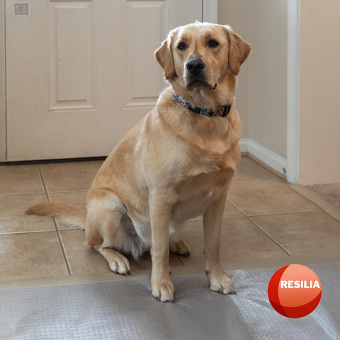 HugsandTails made-in-USA mat for durable, domestic protection.
