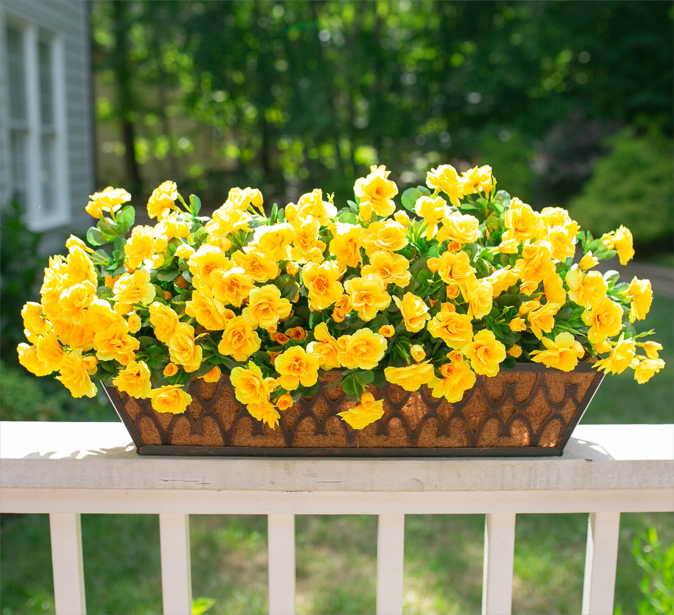 HyeFlora outdoor camellia bundle prepared for front porch decor display.