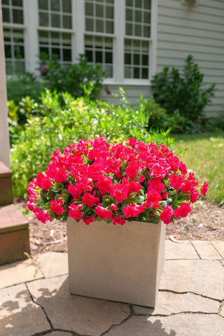 HyeFlora camellia outdoor full bundle, multi-branch arrangement for impactful displays.