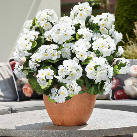 HyeFlora fade-resistant geraniums stay full without watering.