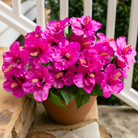 HyeFlora hibiscus outdoor bundle arrangement brightens sunlit porches